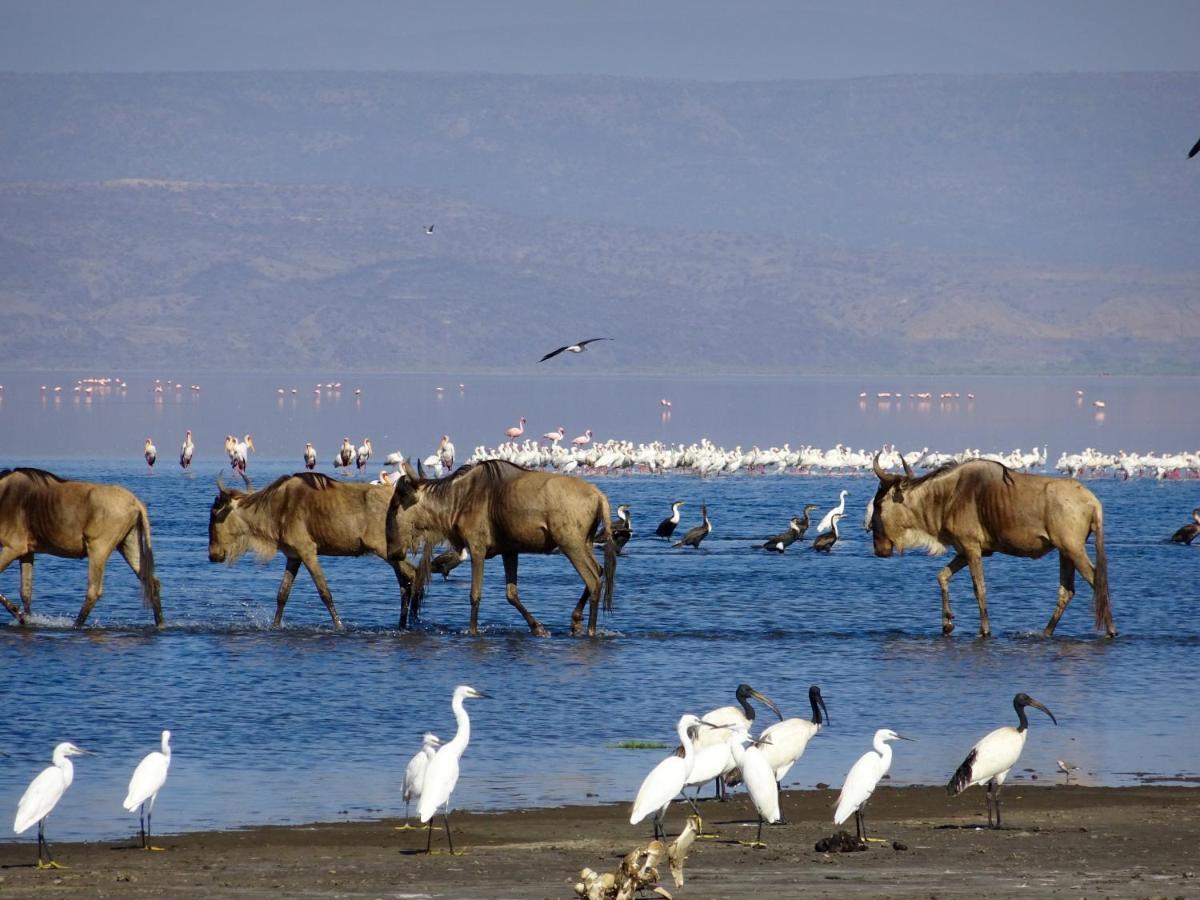 Africa Safari Lake Natron Mtowabaga Dış mekan fotoğraf